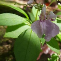 Impatiens ciliifolia subsp. sinharajensis Grey-Wilson